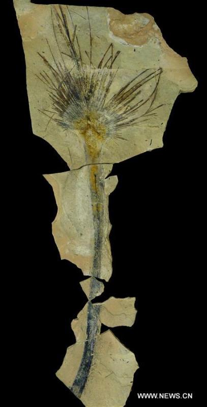 Photomontage shows the fossilized palm leaves discovered during the second expedition at the layer of Lunpola Basin formed 25 million years ago in central southwest China\'s Tibet Autonomous Region. The discovery of fossilized palm leaves on the cold and high-altitude Qinghai-Tibet Plateau has led scientists to make new conclusions on when the plateau reached its current height. Su Tao, a leading scientist of the study from Xishuangbanna Tropical Botanical Garden, said the central part of the plateau did not reach its current altitude of about 4,500 meters until 23 million years ago. The conclusion challenges the prevailing view that the process happened about 35 million years ago, Su said. He said the judgment was based on the discovery of well-preserved palm fossils at the Lunpola Basin in central Tibet. By simulating a variety of topographic scenarios, the research team conjectured that about 25 million years ago, palm trees grew at a west-to-east valley flanked by high mountains in the central part of the plateau. (Xinhua/Su Tao)