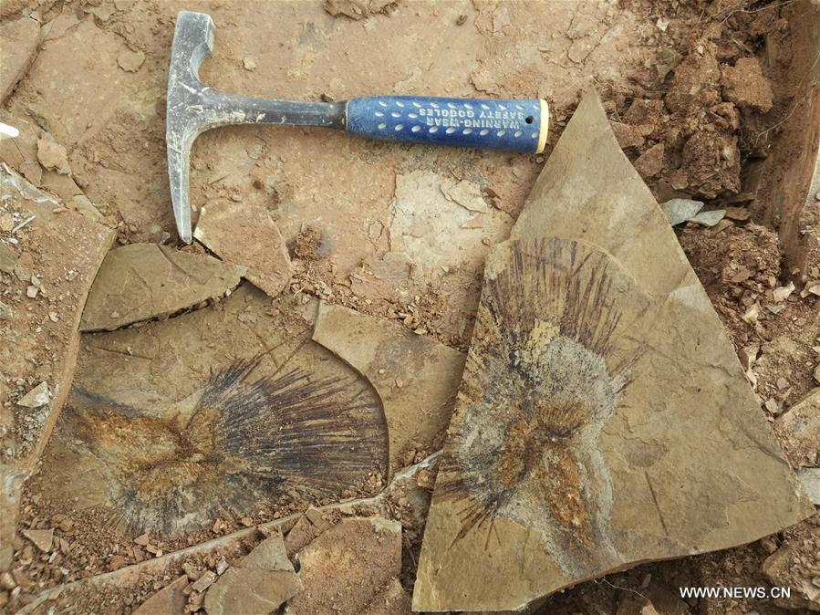 Undated file photo shows the fossilized palm leaves discovered at the layer of Lunpola Basin in southwest China\'s Tibet Autonomous Region. The discovery of fossilized palm leaves on the cold and high-altitude Qinghai-Tibet Plateau has led scientists to make new conclusions on when the plateau reached its current height. Su Tao, a leading scientist of the study from Xishuangbanna Tropical Botanical Garden, said the central part of the plateau did not reach its current altitude of about 4,500 meters until 23 million years ago. The conclusion challenges the prevailing view that the process happened about 35 million years ago, Su said. He said the judgment was based on the discovery of well-preserved palm fossils at the Lunpola Basin in central Tibet. By simulating a variety of topographic scenarios, the research team conjectured that about 25 million years ago, palm trees grew at a west-to-east valley flanked by high mountains in the central part of the plateau. (Xinhua/Su Tao)