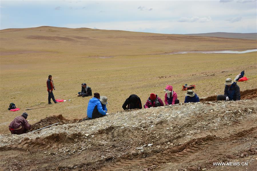 File photo shows research team members working during the second expedition at the Lunpola Basin in southwest China\'s Tibet Autonomous Region. The discovery of fossilized palm leaves on the cold and high-altitude Qinghai-Tibet Plateau has led scientists to make new conclusions on when the plateau reached its current height. Su Tao, a leading scientist of the study from Xishuangbanna Tropical Botanical Garden, said the central part of the plateau did not reach its current altitude of about 4,500 meters until 23 million years ago. The conclusion challenges the prevailing view that the process happened about 35 million years ago, Su said. He said the judgment was based on the discovery of well-preserved palm fossils at the Lunpola Basin in central Tibet. By simulating a variety of topographic scenarios, the research team conjectured that about 25 million years ago, palm trees grew at a west-to-east valley flanked by high mountains in the central part of the plateau. (Xinhua/Su Tao)