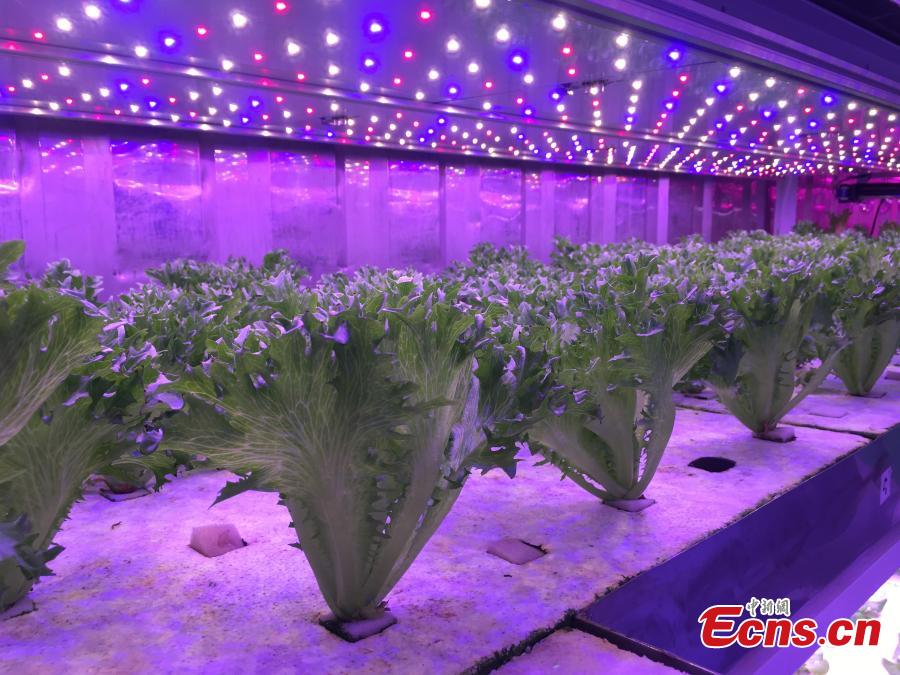 A view of vegetables growing in a plant farm belonging to the Institute of Advanced Technology at the University of
Science and Technology of China in Hefei, Anhui Province, March 11, 2019. The farm, housed inside a closed container,
uses artificial lighting to help the vegetables grow well. Dr. Zhang Fangxin, the general manager of Anhui Angkefeng
Photoelectric Technology, said the system allows plants to grow well even when placed in an underground space. (Photo:
China News Service/Wu Lan)