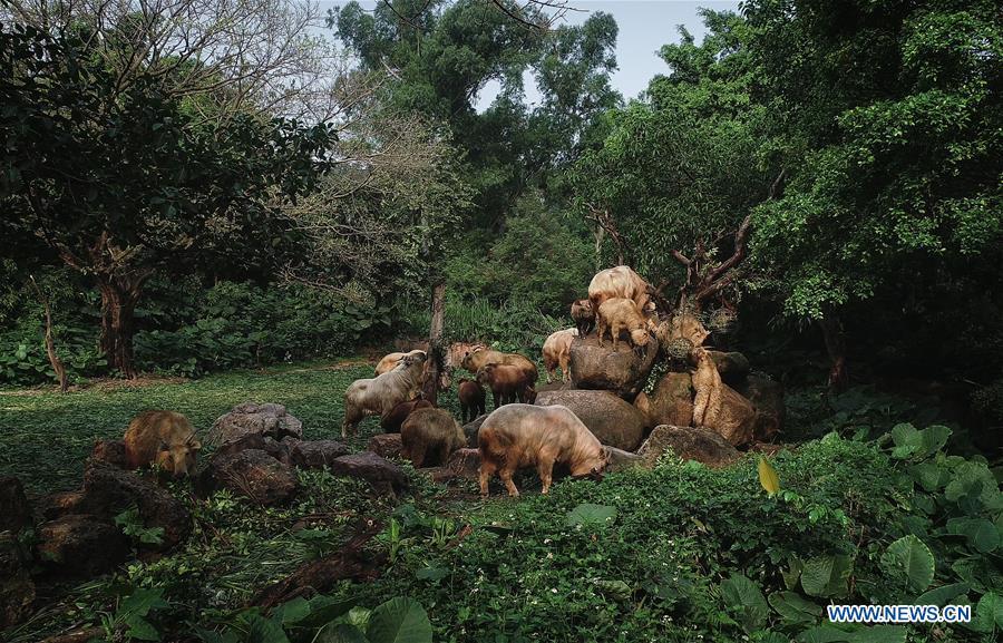 A herd of golden takins (budorcas taxicolor) are seen at Chimelong Safari Park in Guangzhou, capital of south China\'s Guangdong Province, March 11, 2019. Seven golden takin babies, the latest offspring of the herd of the endangered species this year, are shown to the public at Chimelong Safari Park on Monday. (Xinhua/Liu Dawei)