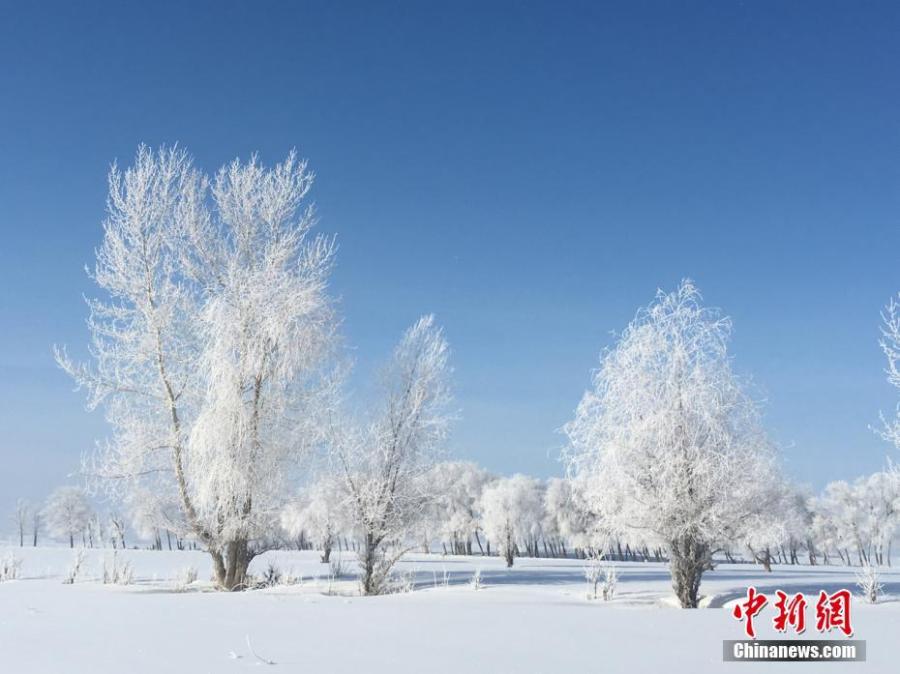 A hoar frost turns trees into a natural wonder on a snow field in Fuyun County, Northwest China\'s Xinjiang Uygur Autonomous Region, March 11, 2019.  The county has increased its efforts to develop tourism projects using its rich snow and ice resources. (Photo: China News Service/Hu Jinliang)