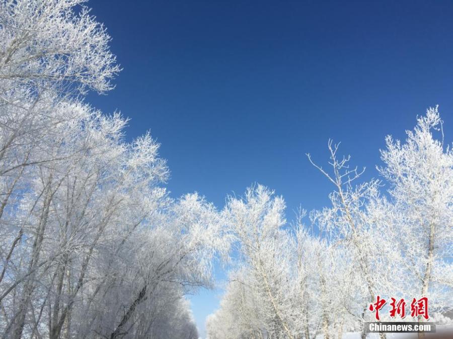 A hoar frost turns trees into a natural wonder on a snow field in Fuyun County, Northwest China\'s Xinjiang Uygur Autonomous Region, March 11, 2019.  The county has increased its efforts to develop tourism projects using its rich snow and ice resources. (Photo: China News Service/Hu Jinliang)