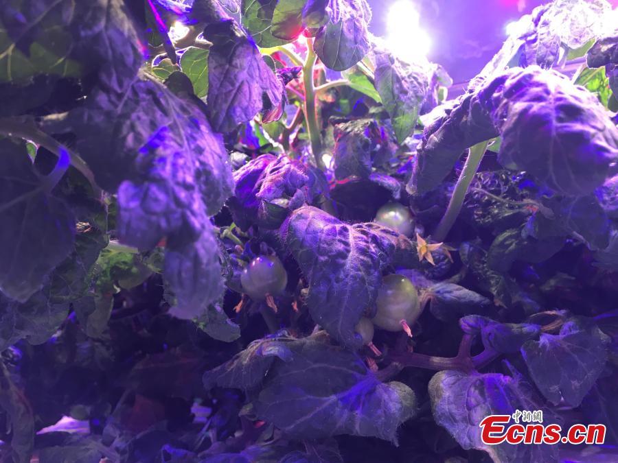 A view of vegetables growing in a plant farm belonging to the Institute of Advanced Technology at the University of
Science and Technology of China in Hefei, Anhui Province, March 11, 2019. The farm, housed inside a closed container,
uses artificial lighting to help the vegetables grow well. Dr. Zhang Fangxin, the general manager of Anhui Angkefeng
Photoelectric Technology, said the system allows plants to grow well even when placed in an underground space. (Photo:
China News Service/Wu Lan)