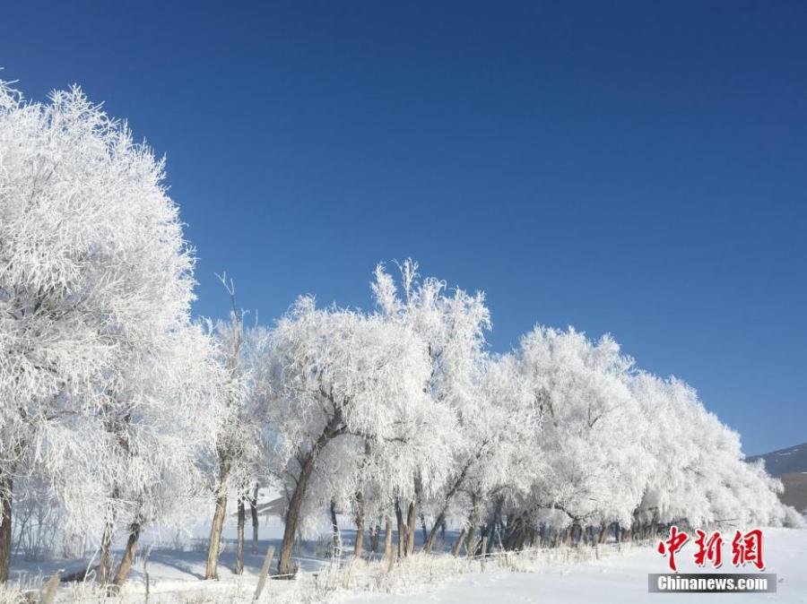A hoar frost turns trees into a natural wonder on a snow field in Fuyun County, Northwest China\'s Xinjiang Uygur Autonomous Region, March 11, 2019.  The county has increased its efforts to develop tourism projects using its rich snow and ice resources. (Photo: China News Service/Hu Jinliang)