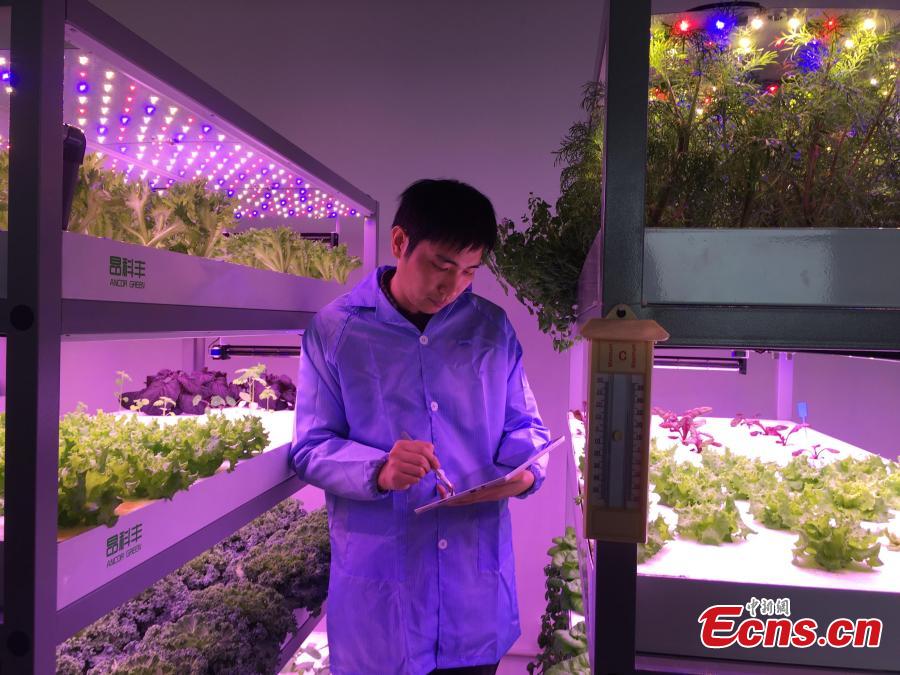 A view of vegetables growing in a plant farm belonging to the Institute of Advanced Technology at the University of
Science and Technology of China in Hefei, Anhui Province, March 11, 2019. The farm, housed inside a closed container,
uses artificial lighting to help the vegetables grow well. Dr. Zhang Fangxin, the general manager of Anhui Angkefeng
Photoelectric Technology, said the system allows plants to grow well even when placed in an underground space. (Photo:
China News Service/Wu Lan)