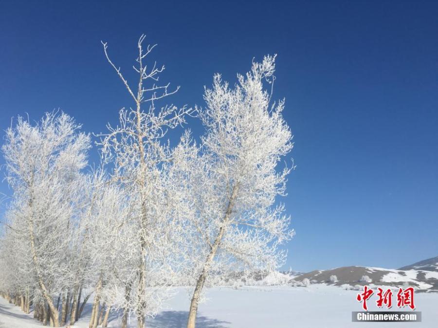 A hoar frost turns trees into a natural wonder on a snow field in Fuyun County, Northwest China\'s Xinjiang Uygur Autonomous Region, March 11, 2019.  The county has increased its efforts to develop tourism projects using its rich snow and ice resources. (Photo: China News Service/Hu Jinliang)
