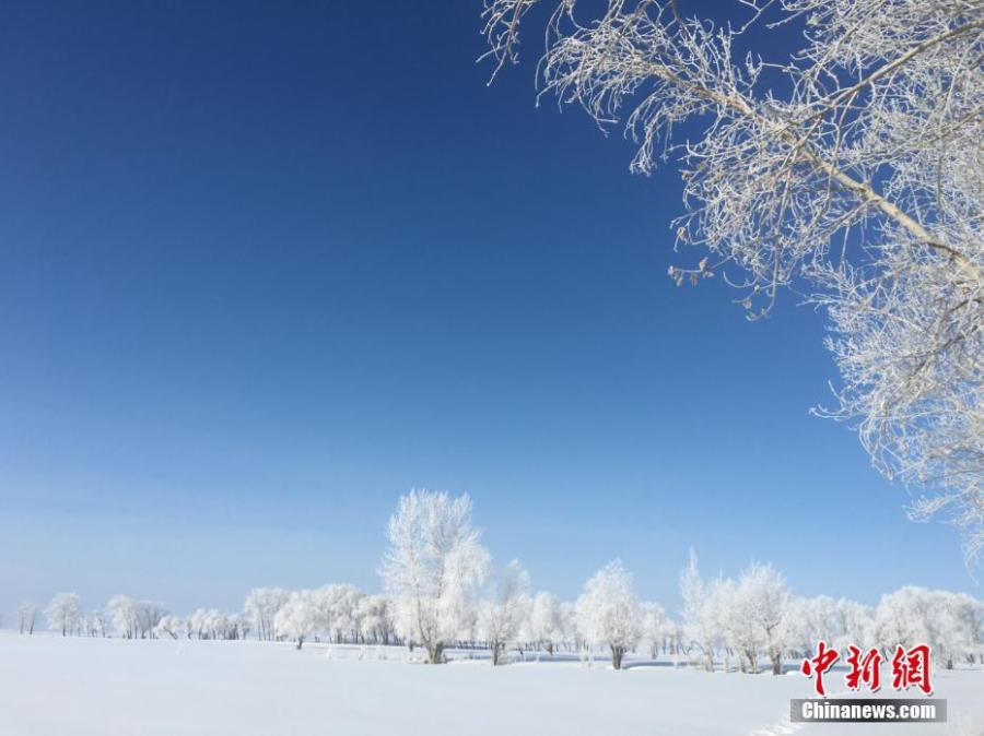 A hoar frost turns trees into a natural wonder on a snow field in Fuyun County, Northwest China\'s Xinjiang Uygur Autonomous Region, March 11, 2019.  The county has increased its efforts to develop tourism projects using its rich snow and ice resources. (Photo: China News Service/Hu Jinliang)