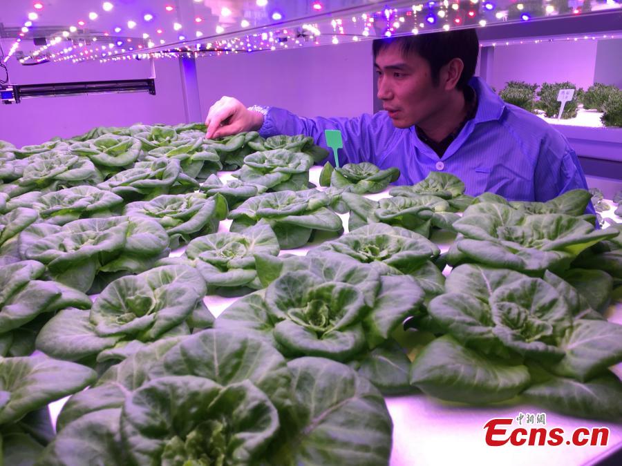 A view of vegetables growing in a plant farm belonging to the Institute of Advanced Technology at the University of
Science and Technology of China in Hefei, Anhui Province, March 11, 2019. The farm, housed inside a closed container,
uses artificial lighting to help the vegetables grow well. Dr. Zhang Fangxin, the general manager of Anhui Angkefeng
Photoelectric Technology, said the system allows plants to grow well even when placed in an underground space. (Photo:
China News Service/Wu Lan)
