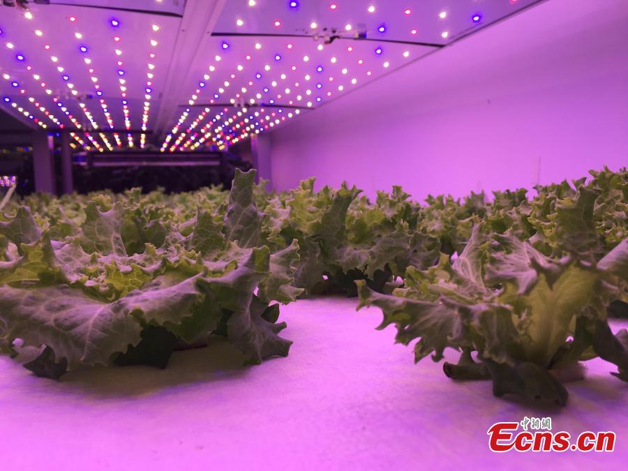 A view of vegetables growing in a plant farm belonging to the Institute of Advanced Technology at the University of
Science and Technology of China in Hefei, Anhui Province, March 11, 2019. The farm, housed inside a closed container,
uses artificial lighting to help the vegetables grow well. Dr. Zhang Fangxin, the general manager of Anhui Angkefeng
Photoelectric Technology, said the system allows plants to grow well even when placed in an underground space. (Photo:
China News Service/Wu Lan)
