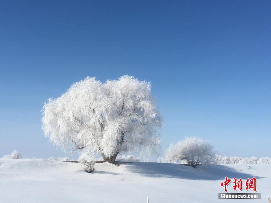 A hoar frost turns trees into a natural wonder on a snow field in Fuyun County, Northwest China\'s Xinjiang Uygur Autonomous Region, March 11, 2019.  The county has increased its efforts to develop tourism projects using its rich snow and ice resources. (Photo: China News Service/Hu Jinliang)