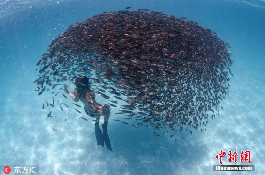 Breathtaking photo shows an adventurous freediver swimming through schools of parrot fish on Western Australia\'s Ningaloo Reef, March 12, 2019.  (Photo/IC)