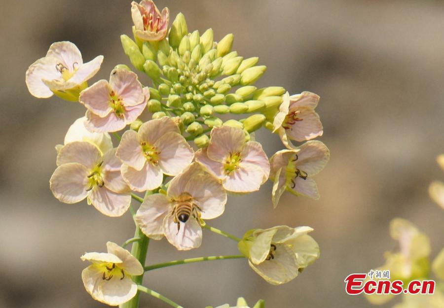 A new variety of rapeseed cultivated by Professor Fu Donghui of Jiangxi Agricultural University blooms in the field.  Fu said he has created flowers in 27 colors, in contrast to the bright yellow color usually characteristic of rapeseed, adding that the new varieties have been planted in 40 scenic spots across more than 10 provinces, including Jiangxi and Jiangsu. (Photo: China News Service/Wang Haoyang)