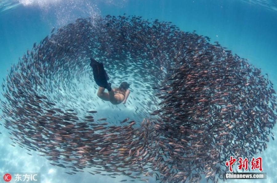 Breathtaking photo shows an adventurous freediver swimming through schools of parrot fish on Western Australia\'s Ningaloo Reef, March 12, 2019.  (Photo/IC)

Lilly Palmer took the breathtaking photos while she and a group of friends were free-diving at Coral Bay on the Ningaloo Reef in Western Australia.