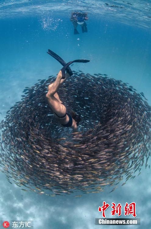 Breathtaking photo shows an adventurous freediver swimming through schools of parrot fish on Western Australia\'s Ningaloo Reef, March 12, 2019.  (Photo/IC)