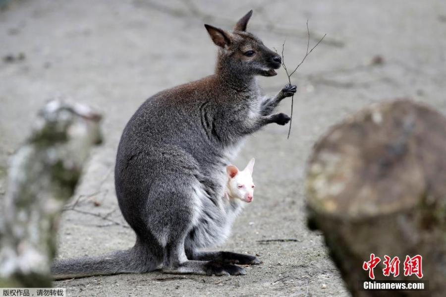 A wallaby albino baby kangaroo is seen in pouch of its mother in his enclosure in the zoo in Decin, Czech Republic, March 13, 2019. Rarely seen albino baby kangaroo born about month ago.  (Photo/Agencies)