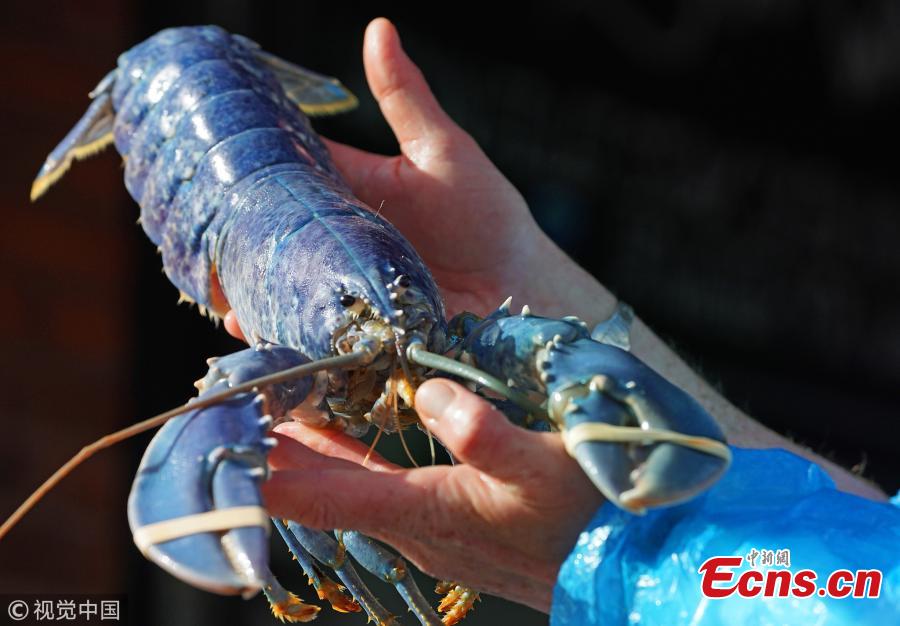 Fishmonger and owner of Collingwood Seafood, in North Shields, Tony McLean, 38, shows off a rare blue lobster caught off the coast of Northumberland, Britain, March 13, 2019. The cerulean crustacean is said to be as rare as one in two million. The fishmonger is now considering whether to donate the blue beauty to a local aquarium. (Photo/VCG)
