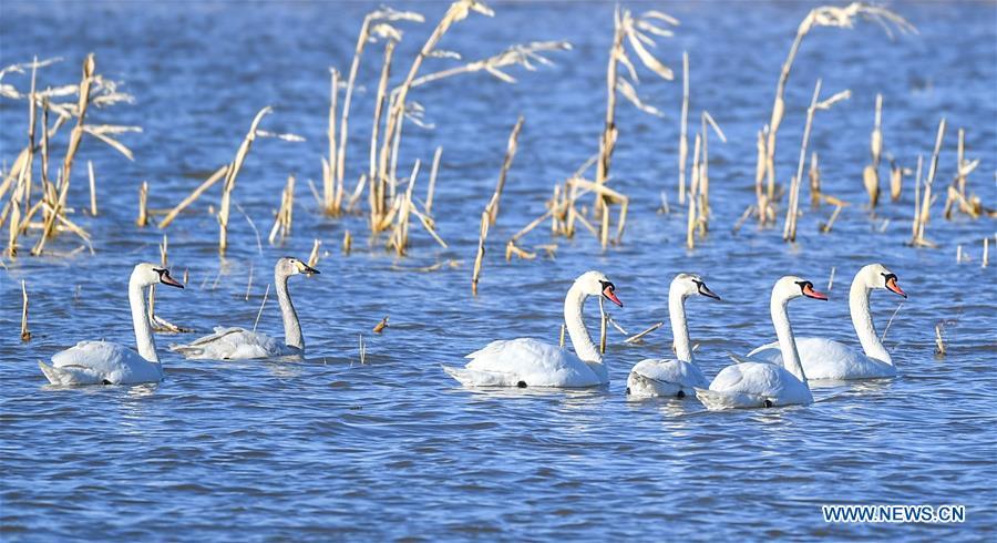 Photo taken on March 12, 2019 shows swans at the Yellow River wetland in Dalad Qi, Ordos, north China\'s Inner Mongolia Autonomous Region. (Xinhua/Peng Yuan)