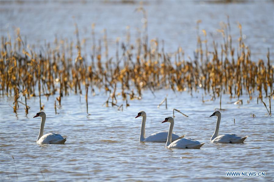 Photo taken on March 12, 2019 shows swans at the Yellow River wetland in Dalad Qi, Ordos, north China\'s Inner Mongolia Autonomous Region. (Xinhua/Peng Yuan)