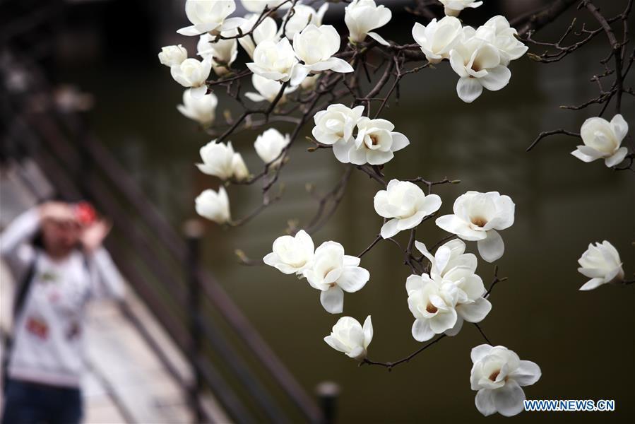 A tourist takes photo of magnolia flowers at Heyuan scenic spot in Yangzhou, east China\'s Jiangsu Province, March 18, 2019. (Xinhua/Meng Delong)