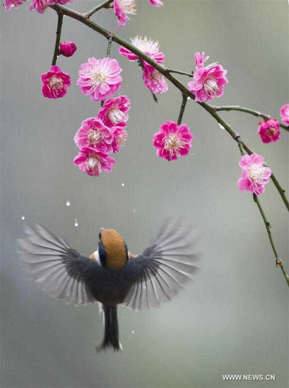 A bird flies to plum blossom in Wuxi, east China\'s Jiangsu Province, March 18, 2019. (Xinhua/Pan Zhengguang)