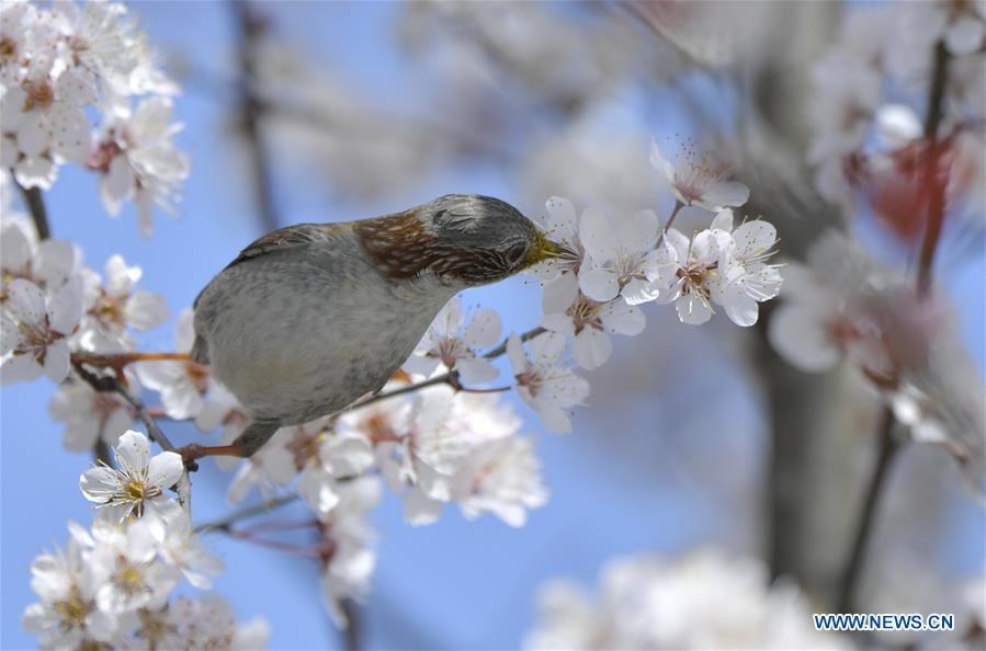 A bird is seen on a flowering tree in Xuan\'en County, Enshi Tujia and Miao Autonomous Prefecture, central China\'s Hubei Province, March 18, 2019. (Xinhua/Song Wen)