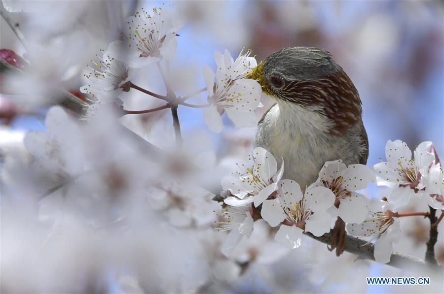 A bird is seen on a flowering tree in Xuan\'en County, Enshi Tujia and Miao Autonomous Prefecture, central China\'s Hubei Province, March 18, 2019. (Xinhua/Song Wen)
