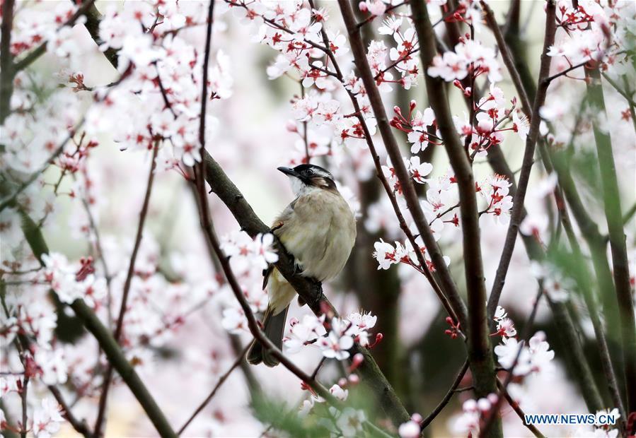 A bird stands on a tree\'s branch at Yuping Dong Autonomous County in Tongren City, southwest China\'s Guizhou Province, March 19, 2019. (Xinhua/Hu Panxue)