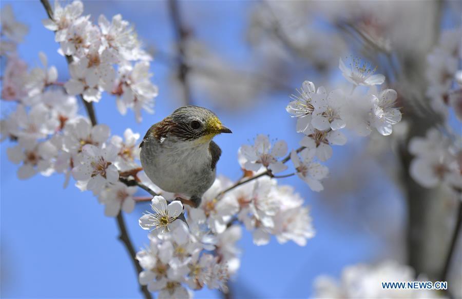 A bird is seen on a flowering tree in Xuan\'en County, Enshi Tujia and Miao Autonomous Prefecture, central China\'s Hubei Province, March 18, 2019. (Xinhua/Song Wen)