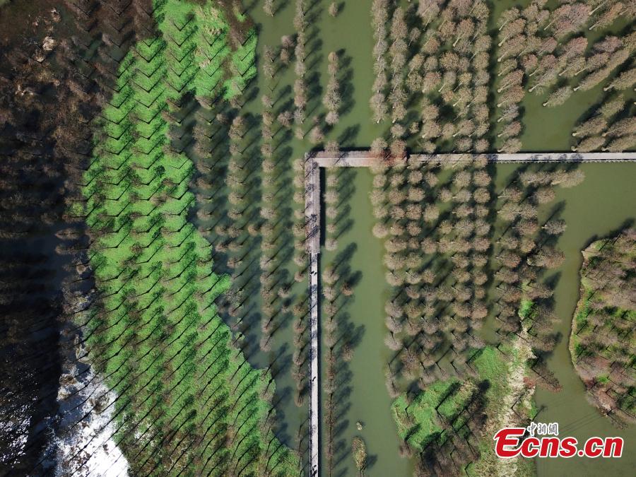 Aerial photos show a suburban park in Shanghai, the only wetland park in the metropolis, on March 19, 2019. The park boasts a wetland, a lake, a river and a forest, together forming a thriving ecosystem. Trees rooted in water cover an area of 60 mu (four hectares) and are the park\'s centerpiece and a big draw for spring tourists.  (Photo: China News Service/Zhang Hengwei)