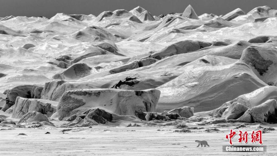 Paul Nicklen from Canada took second place in the \'Portfolio Category.\' (Photo/VCG)