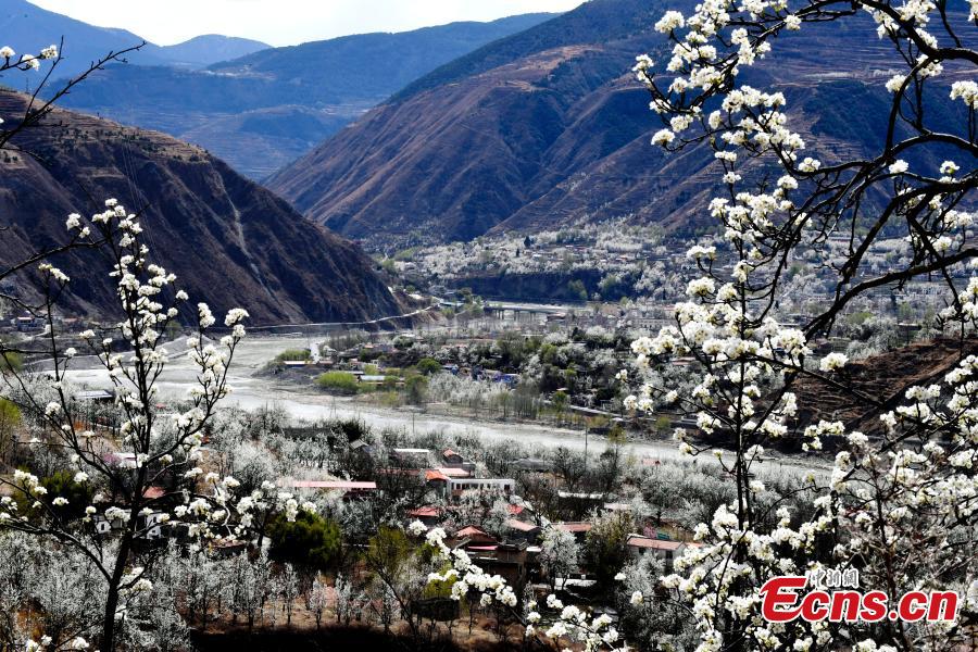 Pear blossoms in Jinchuan County, Sichuan Province, March 20, 2019. The county boasts 10,000mu (666 hectares) of pear trees, attracting tourists to enjoy the beautiful white flowers in the spring.  (Photo: China News Service/An Yuan)
