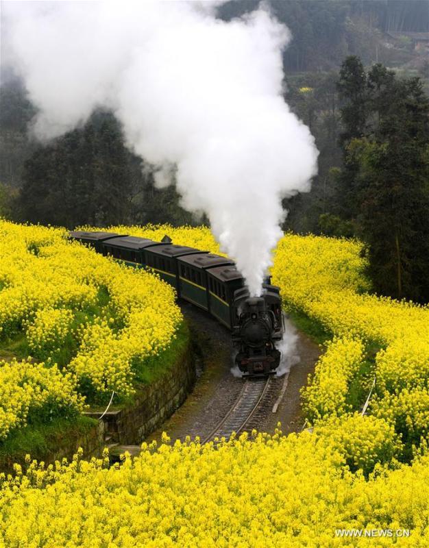 A Jiayang steam train runs on a narrow gauge railway in cole flower fields in Qianwei County, southwest China\'s Sichuan Province, March 20, 2019. The old-fashioned steam train, running on a narrow gauge railway in Qianwei County, serves mainly in sightseeing, but as increasing number of tourists visit the county in recent years, the train itself has become an attraction providing a journey of reminiscence. (Xinhua/Chen Tianhu)