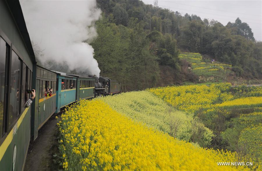 A Jiayang steam train runs on a narrow gauge railway in cole flower fields in Qianwei County, southwest China\'s Sichuan Province, March 20, 2019. The old-fashioned steam train, running on a narrow gauge railway in Qianwei County, serves mainly in sightseeing, but as increasing number of tourists visit the county in recent years, the train itself has become an attraction providing a journey of reminiscence. (Xinhua/Jiang Hongjing)