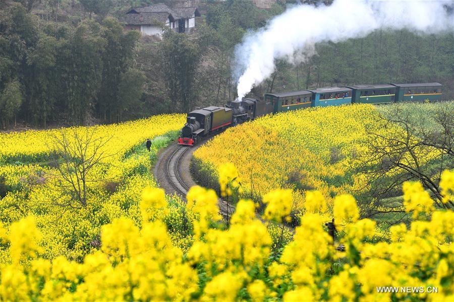 A Jiayang steam train runs on a narrow gauge railway in cole flower fields in Qianwei County, southwest China\'s Sichuan Province, March 20, 2019. The old-fashioned steam train, running on a narrow gauge railway in Qianwei County, serves mainly in sightseeing, but as increasing number of tourists visit the county in recent years, the train itself has become an attraction providing a journey of reminiscence. (Xinhua/Chen Tianhu)