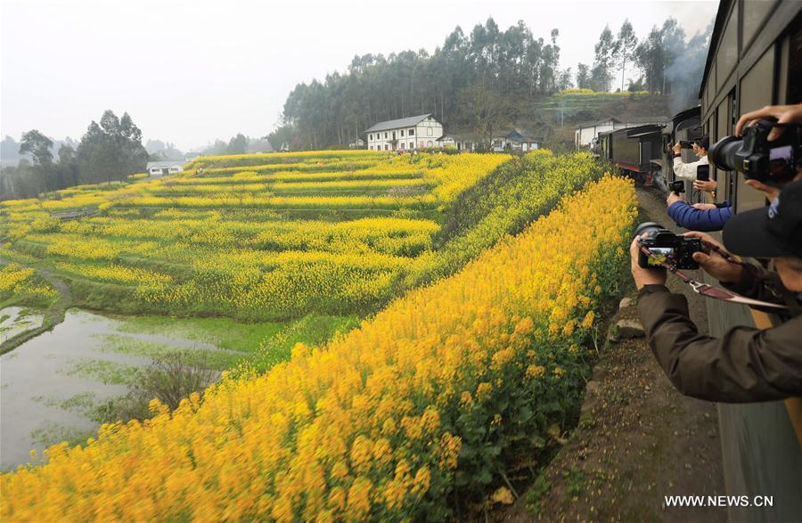 A Jiayang steam train runs on a narrow gauge railway in cole flower fields in Qianwei County, southwest China\'s Sichuan Province, March 20, 2019. The old-fashioned steam train, running on a narrow gauge railway in Qianwei County, serves mainly in sightseeing, but as increasing number of tourists visit the county in recent years, the train itself has become an attraction providing a journey of reminiscence. (Xinhua/Jiang Hongjing)