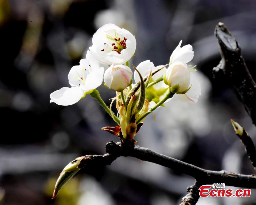 Pear blossoms in Jinchuan County, Sichuan Province, March 20, 2019. The county boasts 10,000mu (666 hectares) of pear trees, attracting tourists to enjoy the beautiful white flowers in the spring.  (Photo: China News Service/An Yuan)
