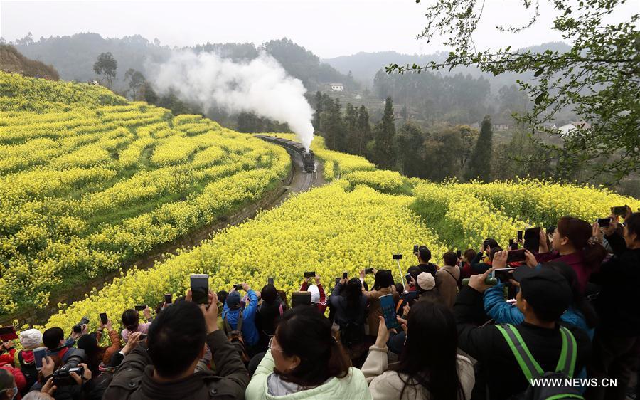 Tourists take photos of a Jiayang steam train running on a narrow gauge railway in cole flower fields in Qianwei County, southwest China\'s Sichuan Province, March 20, 2019. The old-fashioned steam train, running on a narrow gauge railway in Qianwei County, serves mainly in sightseeing, but as increasing number of tourists visit the county in recent years, the train itself has become an attraction providing a journey of reminiscence. (Xinhua/Jiang Hongjing)
