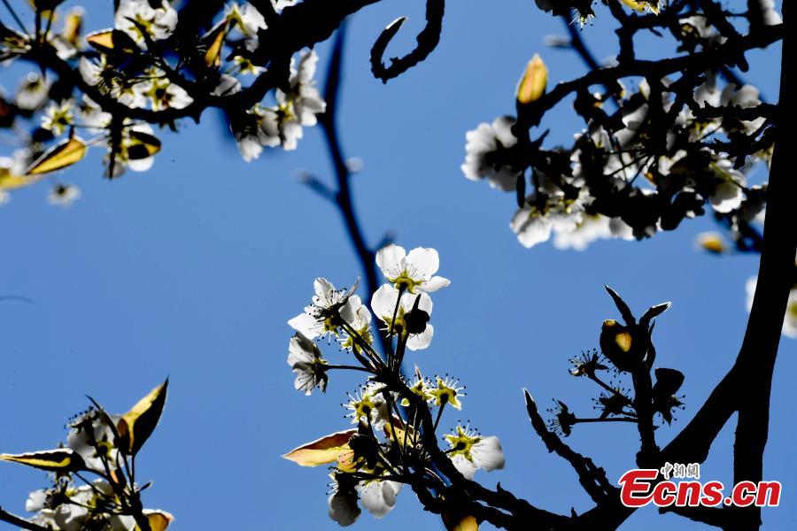 Pear blossoms in Jinchuan County, Sichuan Province, March 20, 2019. The county boasts 10,000mu (666 hectares) of pear trees, attracting tourists to enjoy the beautiful white flowers in the spring.  (Photo: China News Service/An Yuan)
