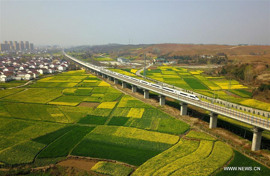 Aerial photo taken on March 20, 2019 shows a bullet train running through cole flower fields in Hanzhong, northwest China\'s Shannxi Province. (Xinhua/Tang Zhenjiang)