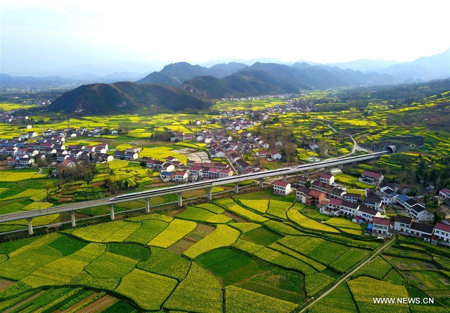 Aerial photo taken on March 20, 2019 shows a bullet train running through cole flower fields in Hanzhong, northwest China\'s Shannxi Province. (Xinhua/Tang Zhenjiang)