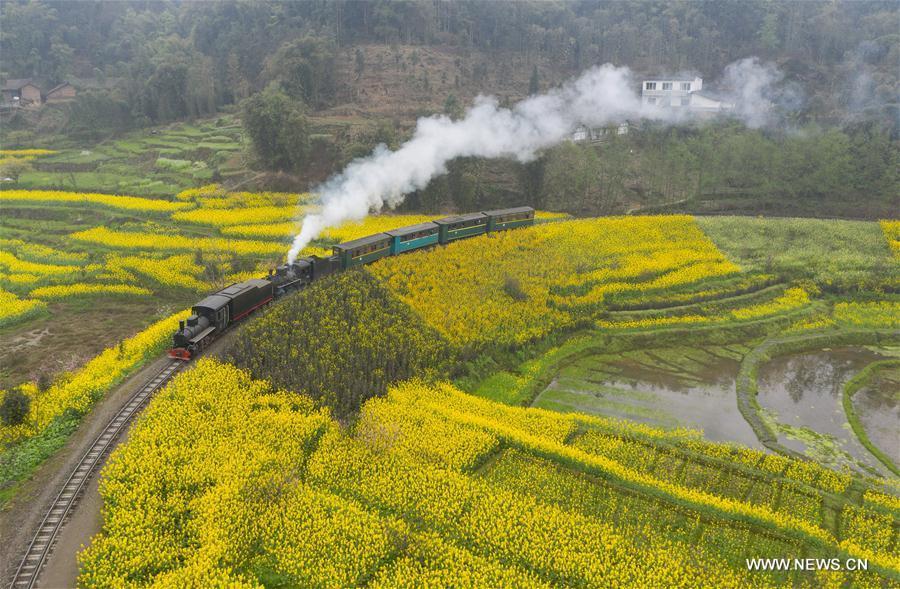 A Jiayang steam train runs on a narrow gauge railway in cole flower fields in Qianwei County, southwest China\'s Sichuan Province, March 20, 2019. The old-fashioned steam train, running on a narrow gauge railway in Qianwei County, serves mainly in sightseeing, but as increasing number of tourists visit the county in recent years, the train itself has become an attraction providing a journey of reminiscence. (Xinhua/Jiang Hongjing)