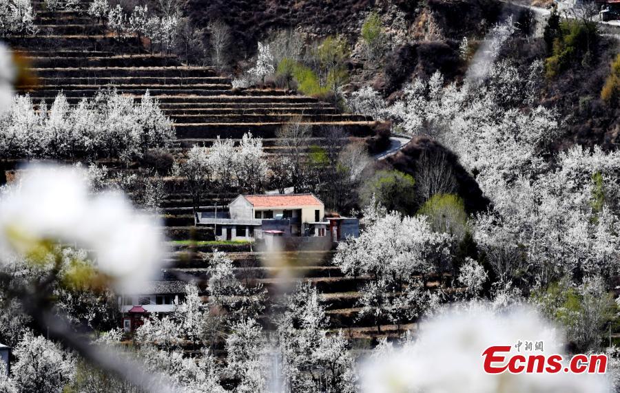 Pear blossoms in Jinchuan County, Sichuan Province, March 20, 2019. The county boasts 10,000mu (666 hectares) of pear trees, attracting tourists to enjoy the beautiful white flowers in the spring.  (Photo: China News Service/An Yuan)