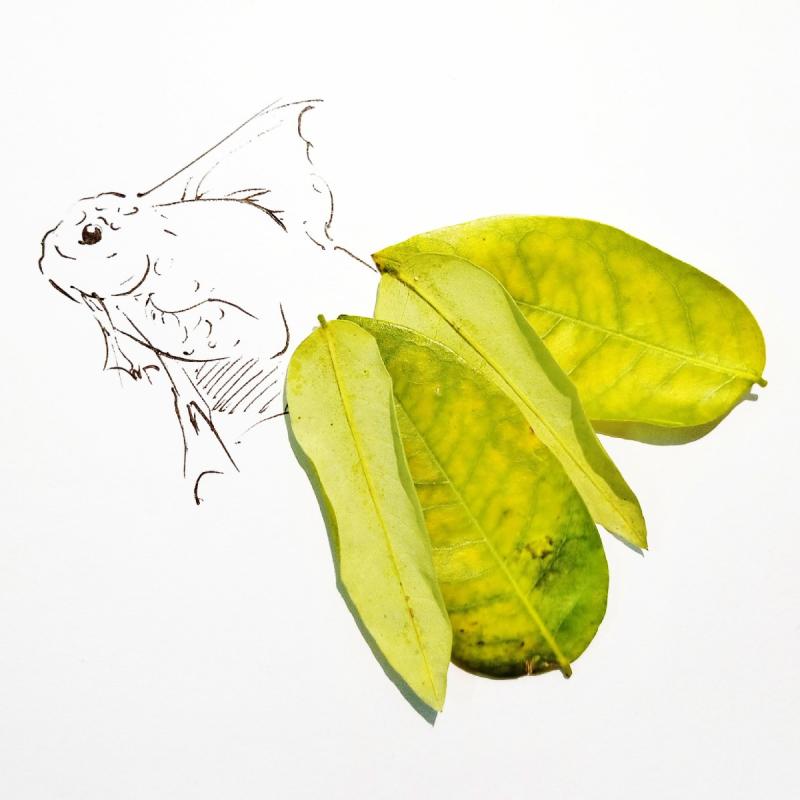 A couple of green-yellow leaves make up the fishtail in the creative painting created by the students from Lanzhou Jiaotong University in Northwest China\'s Gansu Province, March 2019. (Photo provided to chinadaily.com.cn)