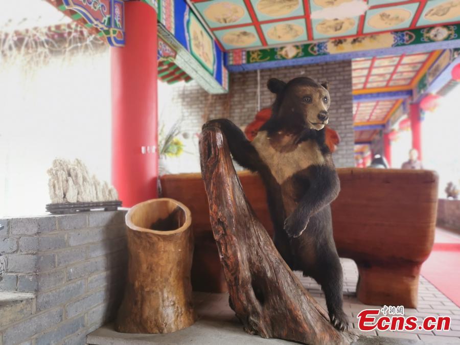 A view of the Cao Yuan, Cao\'s Garden, built illegally inside a state-owned tree farm in Mudanjiang City, Northeast China\'s Heilongjiang Province, March 20, 2019. Without approval, a company felled many trees and started construction of the complex in 2005, investing more than 100 million yuan ($14.9 million) in the project. Although the local land and resources bureau has demanded three times that the complex to be demolished and the developer pay fines, construction of pavilions and other structures has continued for many years, and samples of more than 20 species of wild animals and plants have also been displayed inside, until a recent media report went viral online. The city has formed a work committee to thoroughly investigate the case, according to Zhang Weiguo, the deputy mayor of Mudanjiang. (Photo/VCG)