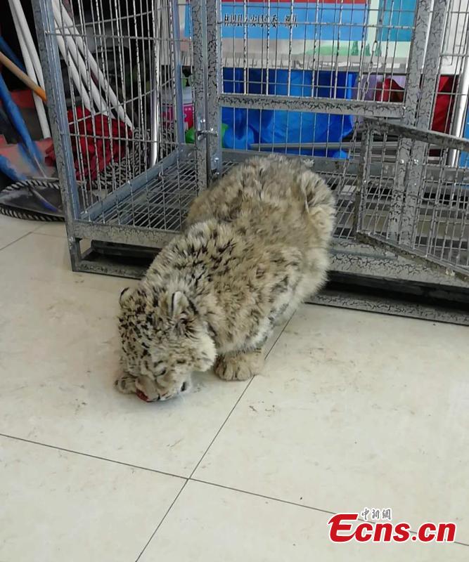 An eight-month-old snow leopard is seen in an animal sanctuary in Qushui County, Southwest China\'s Tibet Autonomous Region.  A local farmer found the cub, which will be released back to the wild when it is ready. (Photo provided to China News Service)