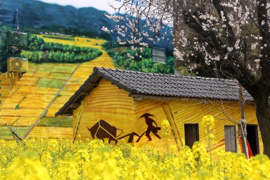 Spring brings beautiful scenery to Puxihe village in Yichang city, Hubei province, March 15, 2019. As the weather becomes warmer, golden cole flowers are blossoming in the region. Meanwhile, local residences are painted with images of animals and agricultural activities, adding liveliness to the landscape. (Photo/Asianewsphoto)