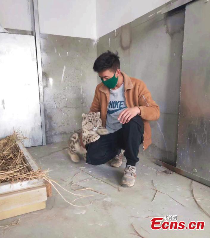 An eight-month-old snow leopard is seen in an animal sanctuary in Qushui County, Southwest China\'s Tibet Autonomous Region.  A local farmer found the cub, which will be released back to the wild when it is ready. (Photo provided to China News Service)