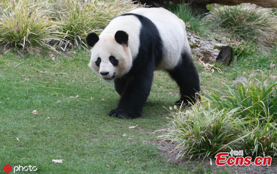 Giant panda Jiao Qing is seen at the Zoo in Berlin, Germany, March 21, 2019. Male panda Jiao Qing arrived in Berlin in 2017 together with female panda Meng Meng from the panda breeding and research base in Chengdu, Southwest China. The panda pair will stay in the zoo for 15 years. (Photo/IC)