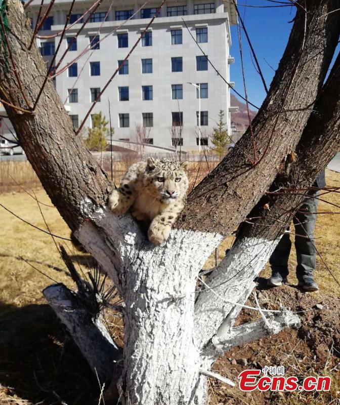 An eight-month-old snow leopard is seen in an animal sanctuary in Qushui County, Southwest China\'s Tibet Autonomous Region.  A local farmer found the cub, which will be released back to the wild when it is ready. (Photo provided to China News Service)